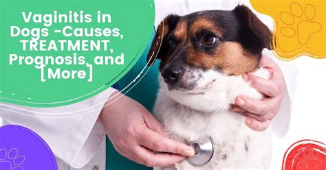 brown discharge female dog|Vaginal Discharge in Dogs: Our Vet Discusses Signs, Causes